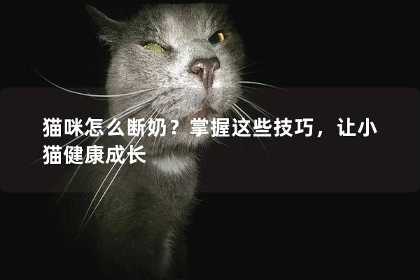 猫咪怎么断奶？掌握这些技巧，让小猫健康成长