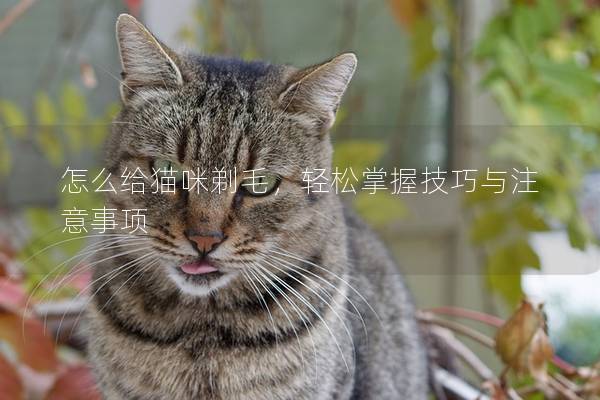 怎么给猫咪剃毛，轻松掌握技巧与注意事项