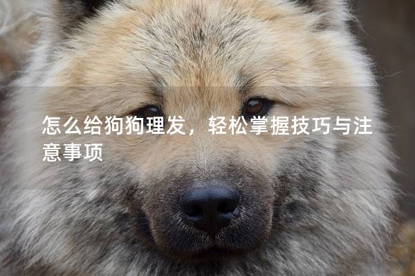 怎么给狗狗理发，轻松掌握技巧与注意事项