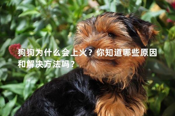 狗狗为什么会上火？你知道哪些原因和解决方法吗？
