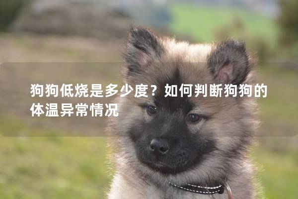 狗狗低烧是多少度？如何判断狗狗的体温异常情况