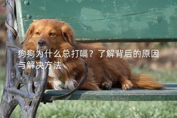 狗狗为什么总打嗝？了解背后的原因与解决方法