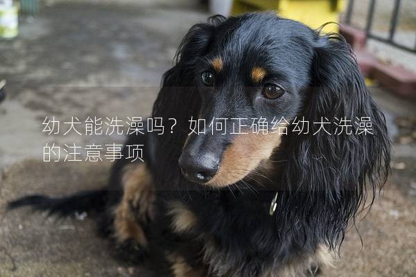 幼犬能洗澡吗？如何正确给幼犬洗澡的注意事项