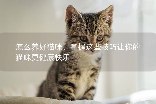 怎么养好猫咪，掌握这些技巧让你的猫咪更健康快乐