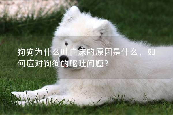狗狗为什么吐白沫的原因是什么，如何应对狗狗的呕吐问题？