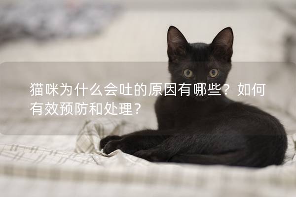 猫咪为什么会吐的原因有哪些？如何有效预防和处理？