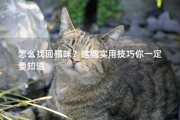 怎么找回猫咪？这些实用技巧你一定要知道