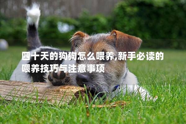 四十天的狗狗怎么喂养,新手必读的喂养技巧与注意事项