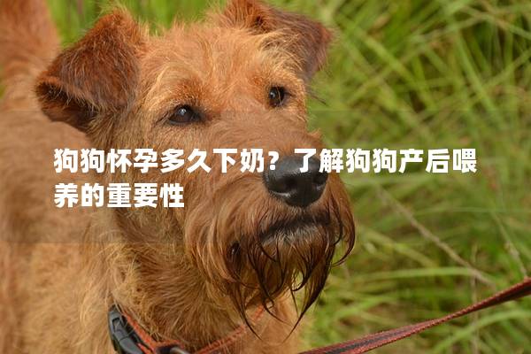 狗狗怀孕多久下奶？了解狗狗产后喂养的重要性