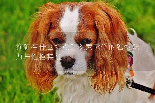 狗狗有什么特点？探索它们的独特魅力与性格特征