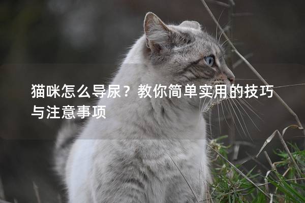 猫咪怎么导尿？教你简单实用的技巧与注意事项