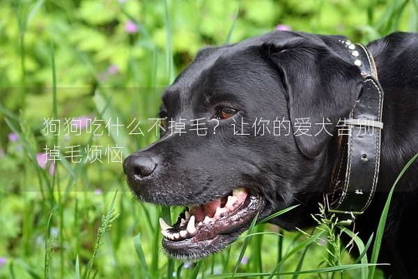 狗狗吃什么不掉毛？让你的爱犬告别掉毛烦恼