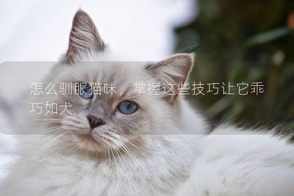 怎么驯服猫咪，掌握这些技巧让它乖巧如犬