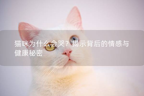 猫咪为什么会哭？揭示背后的情感与健康秘密