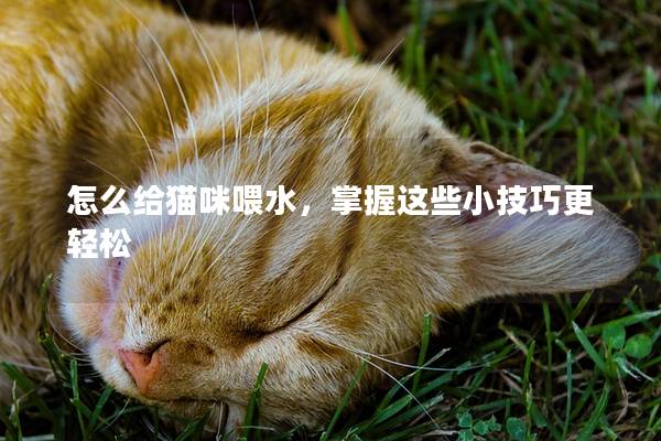 怎么给猫咪喂水，掌握这些小技巧更轻松
