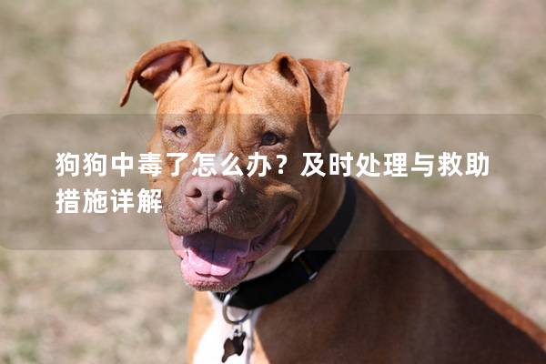 狗狗中毒了怎么办？及时处理与救助措施详解