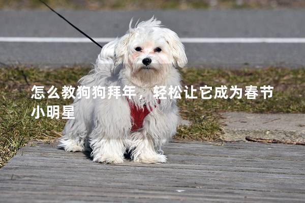 怎么教狗狗拜年，轻松让它成为春节小明星