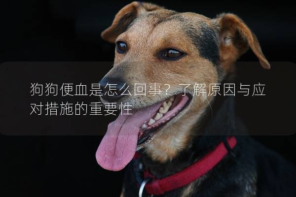 狗狗便血是怎么回事？了解原因与应对措施的重要性