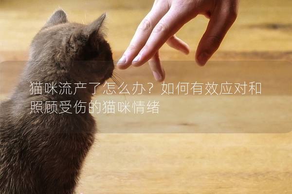 猫咪流产了怎么办？如何有效应对和照顾受伤的猫咪情绪