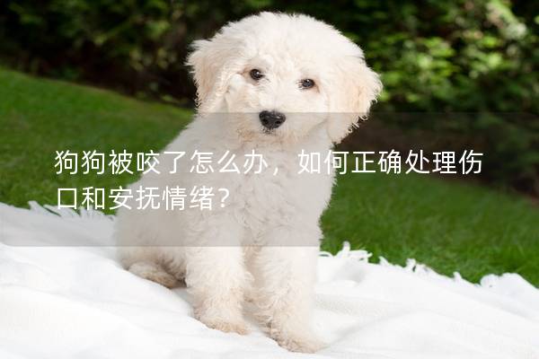 狗狗被咬了怎么办，如何正确处理伤口和安抚情绪？