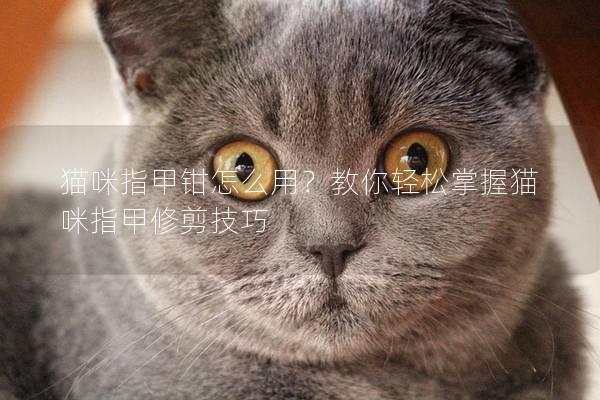 猫咪指甲钳怎么用？教你轻松掌握猫咪指甲修剪技巧