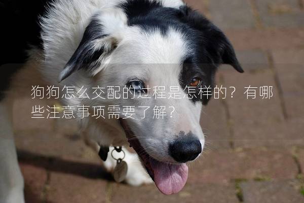 狗狗怎么交配的过程是怎样的？有哪些注意事项需要了解？