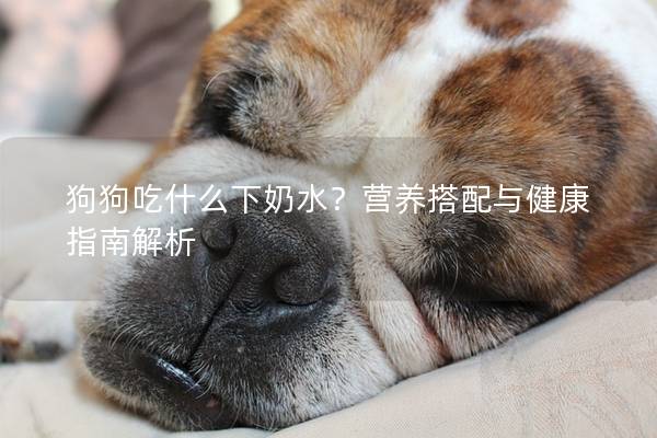 狗狗吃什么下奶水？营养搭配与健康指南解析