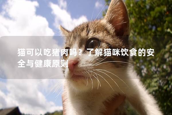 猫可以吃猪肉吗？了解猫咪饮食的安全与健康原则