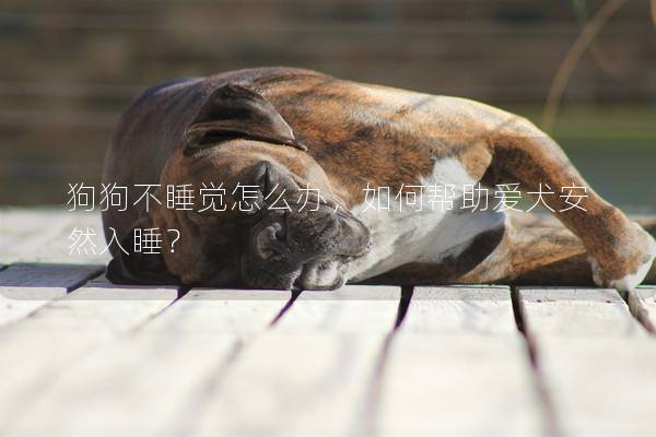 狗狗不睡觉怎么办，如何帮助爱犬安然入睡？