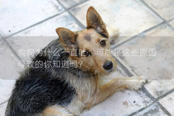 狗狗为什么一直吐，可能是这些原因导致的你知道吗？