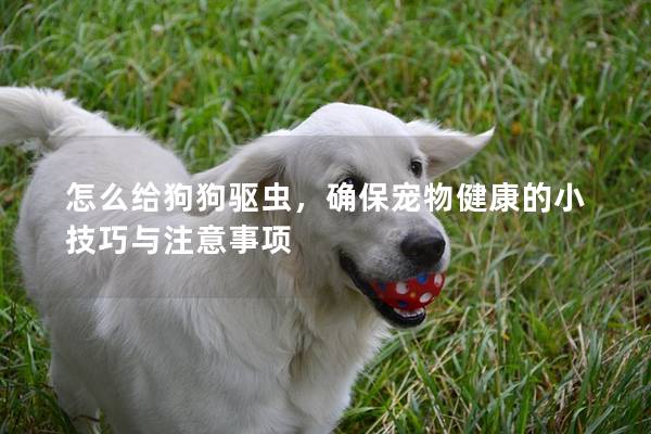 怎么给狗狗驱虫，确保宠物健康的小技巧与注意事项
