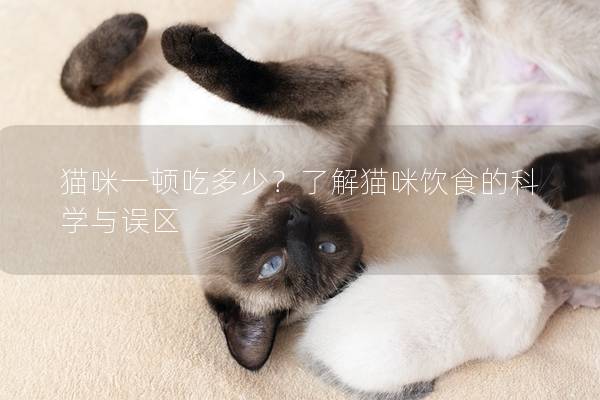 猫咪一顿吃多少？了解猫咪饮食的科学与误区