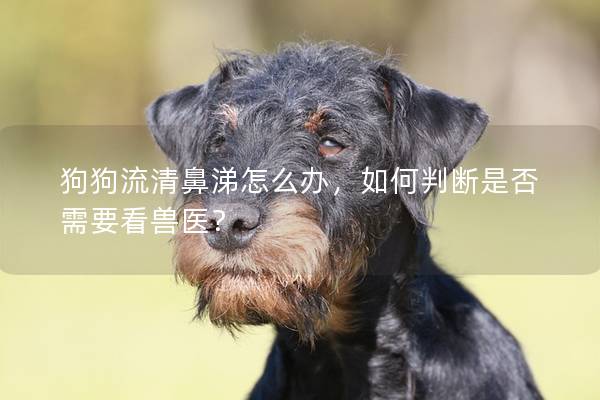 狗狗流清鼻涕怎么办，如何判断是否需要看兽医？