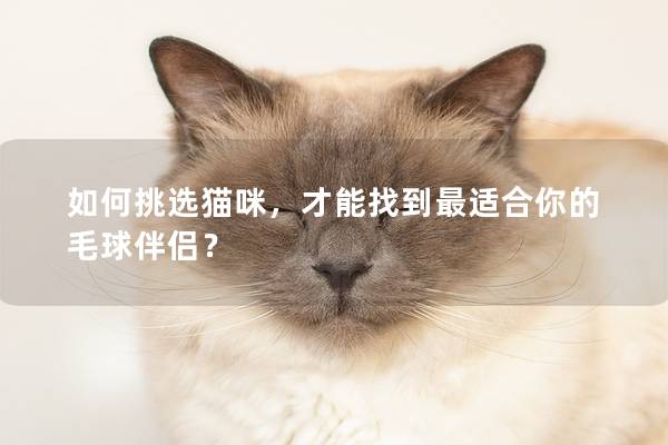 如何挑选猫咪，才能找到最适合你的毛球伴侣？
