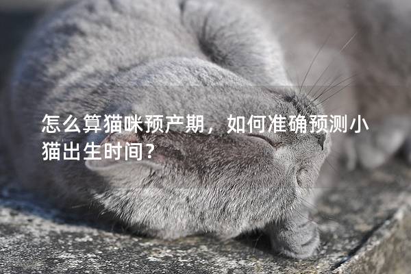 怎么算猫咪预产期，如何准确预测小猫出生时间？