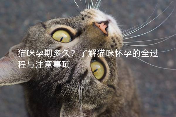 猫咪孕期多久？了解猫咪怀孕的全过程与注意事项