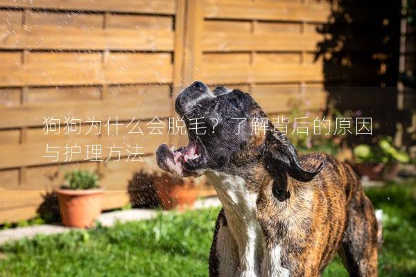 狗狗为什么会脱毛？了解背后的原因与护理方法