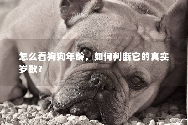 怎么看狗狗年龄，如何判断它的真实岁数？