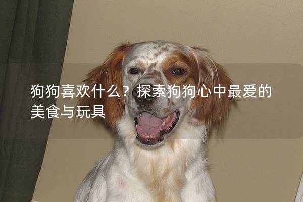 狗狗喜欢什么？探索狗狗心中最爱的美食与玩具