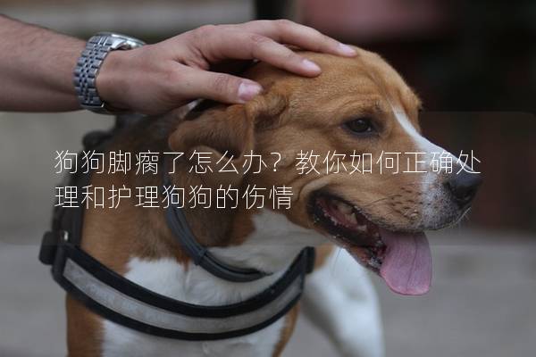 狗狗脚瘸了怎么办？教你如何正确处理和护理狗狗的伤情