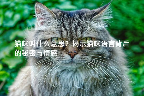 猫咪叫什么意思？揭示猫咪语言背后的秘密与情感