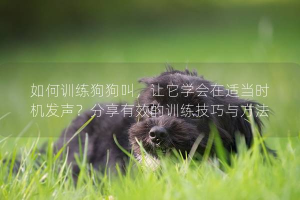 如何训练狗狗叫,让它学会在适当时机发声?分享有效的训练技巧与方法 如何训练狗狗叫,让它学会在适当时机发声?分享有效的训练技巧与方法