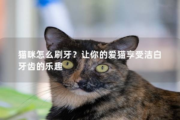 猫咪怎么刷牙？让你的爱猫享受洁白牙齿的乐趣