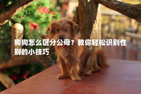 狗狗怎么区分公母？教你轻松识别性别的小技巧