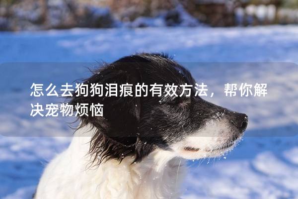 怎么去狗狗泪痕的有效方法，帮你解决宠物烦恼