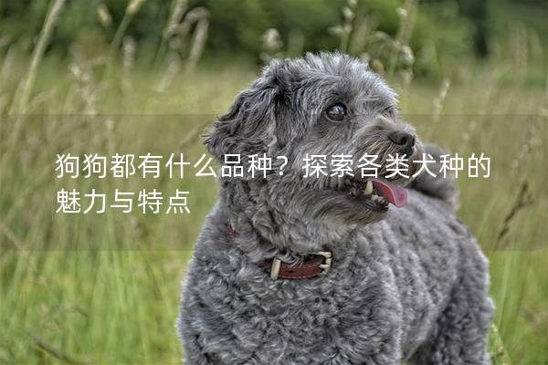 狗狗都有什么品种？探索各类犬种的魅力与特点