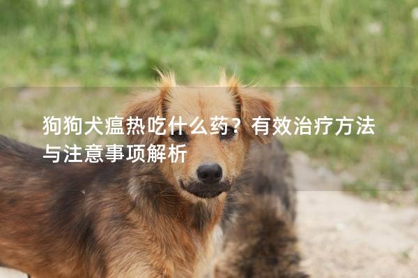 狗狗犬瘟热吃什么药？有效治疗方法与注意事项解析
