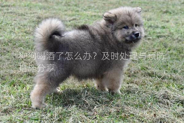 狗狗喝酒了怎么办？及时处理与预防措施分享