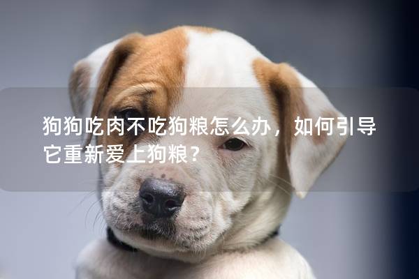 狗狗吃肉不吃狗粮怎么办，如何引导它重新爱上狗粮？
