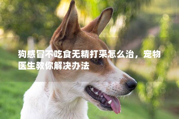 狗感冒不吃食无精打采怎么治，宠物医生教你解决办法